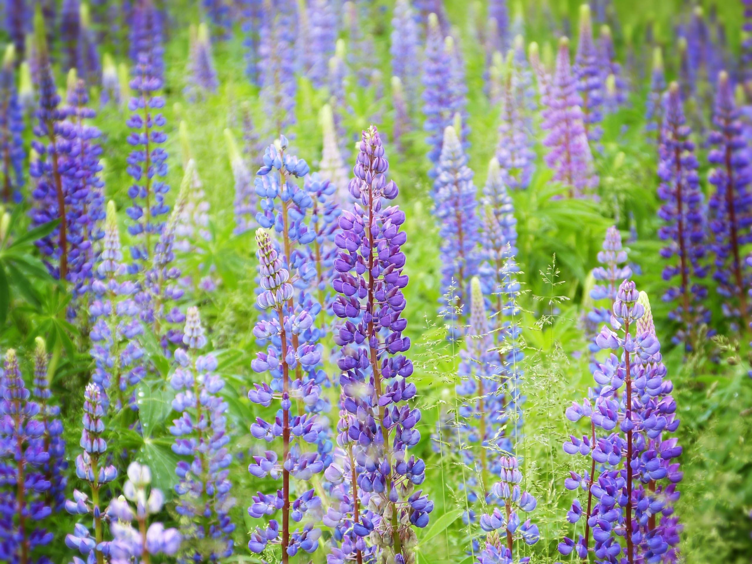 Lupine (Lupinus angustifolius) Samen (in blau). Sehr guter natürlicher Gründünger! (10000 Samen = 1700,0g)