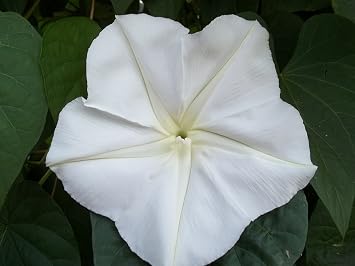 50 Moonflower Seeds Ipomoea alba White Trumpet - Fragrant Blooms,Perennial !