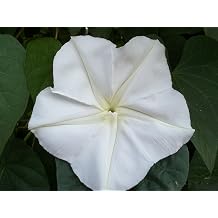 50 Moonflower Seeds Ipomoea alba White Trumpet - Fragrant Blooms,Perennial !