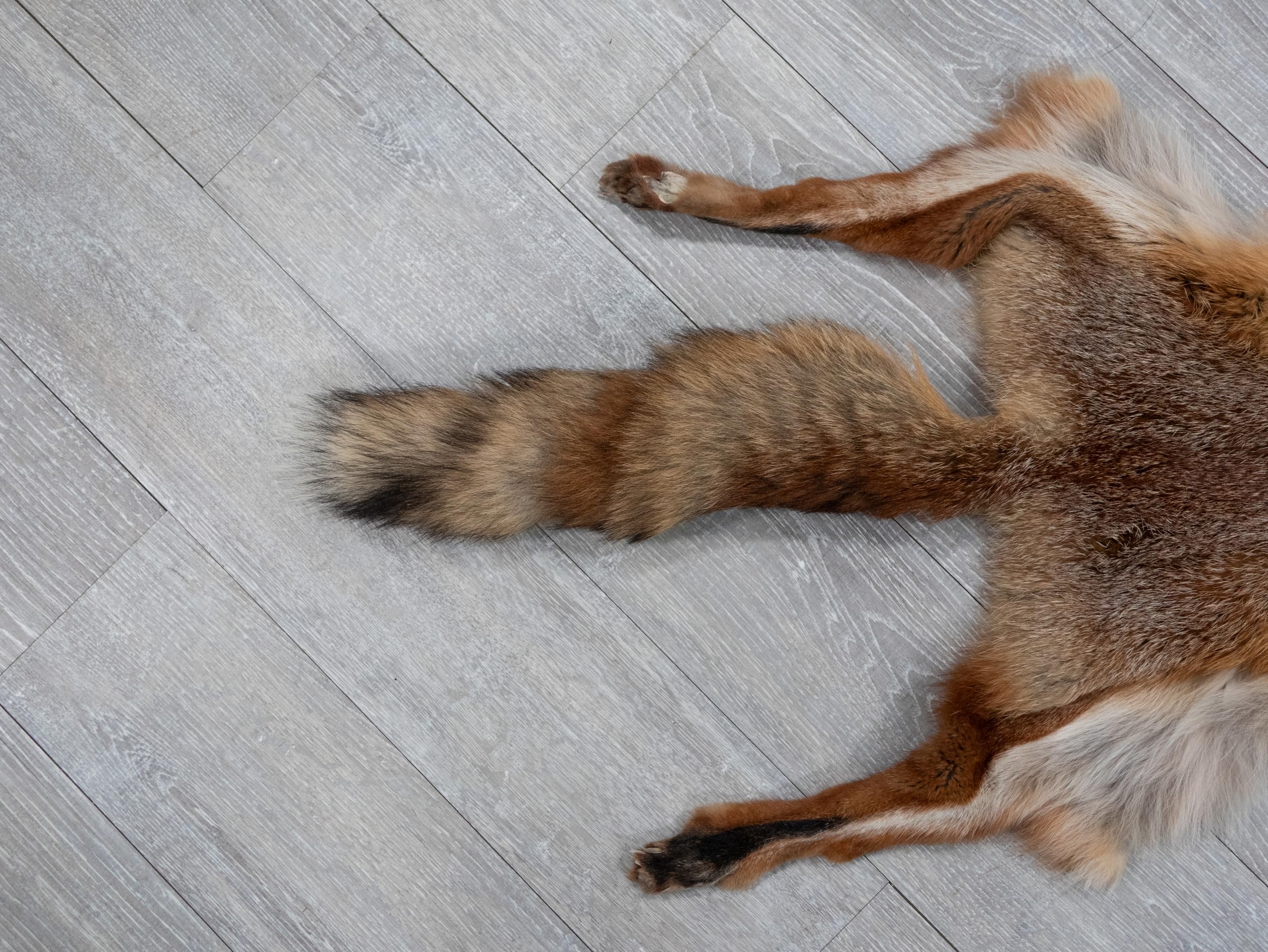 Amazon.com: Generic Real Red Fox Skin with Feet G2517, 180-03-WF-G2517
