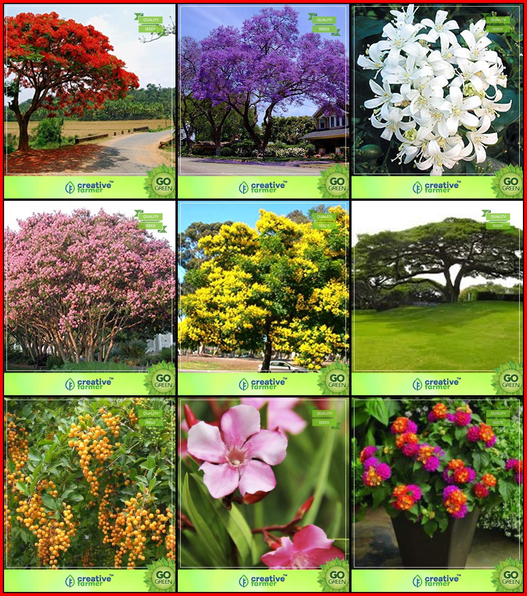 OhhSome Winter Seeds Combo Tree Seeds : Blue Jacaranda, Flame Tree, Orange Jessamine, Queen Crape Myrtle, Copperpod, Coco Tamarind, Golden Dewdrop, Nerium, Tickberry For Gardening - Eco