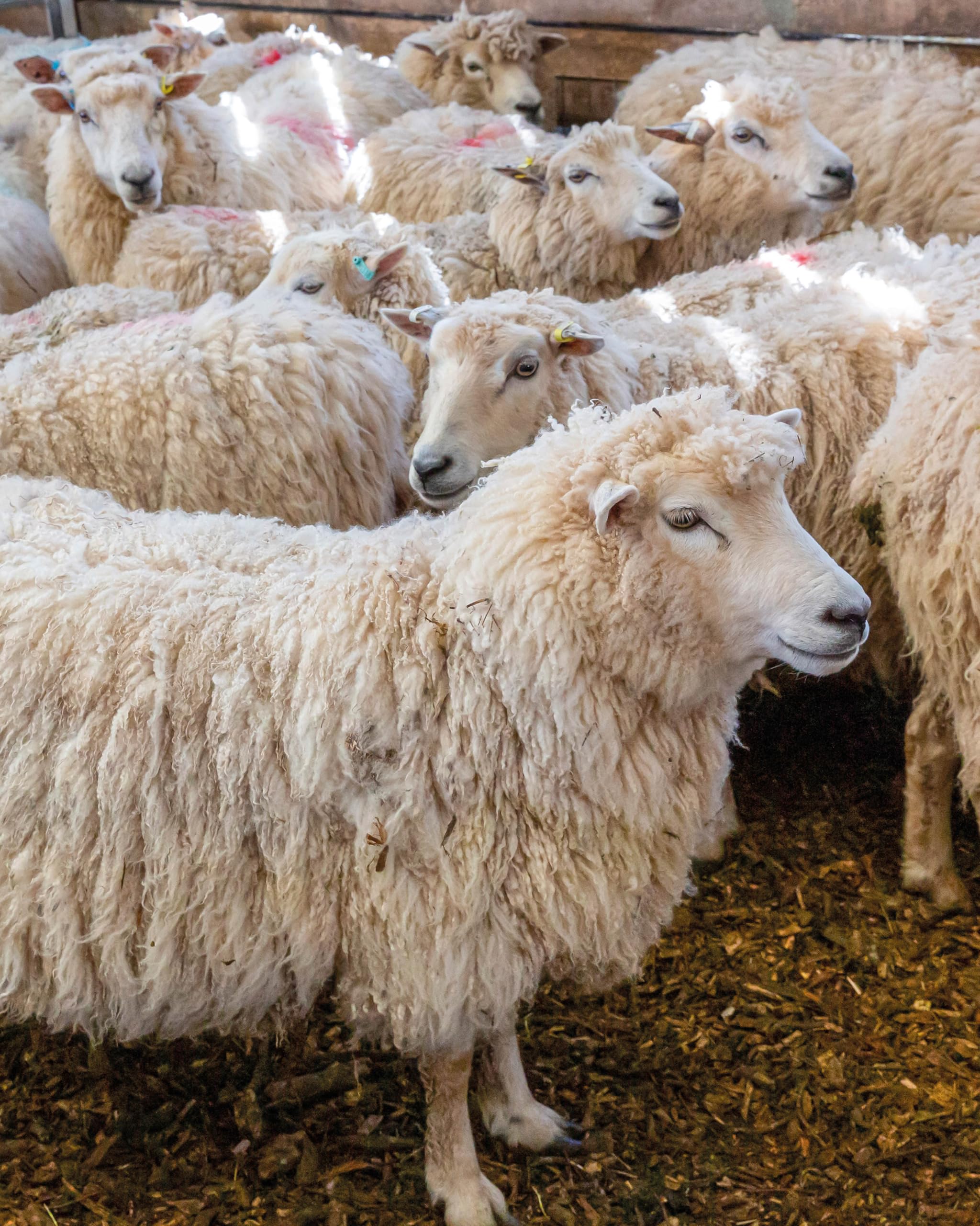 The Wonder of Wool: A knitter's guide to pure breed sheep