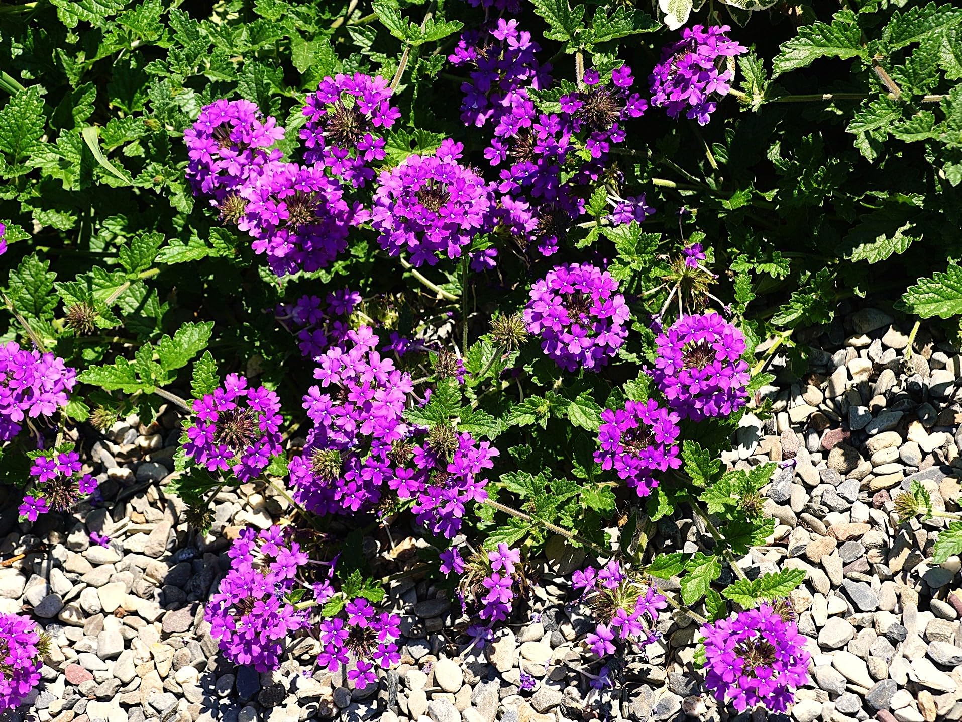 Greenwood Nursery Homestead Purple Verbena Canadensis
