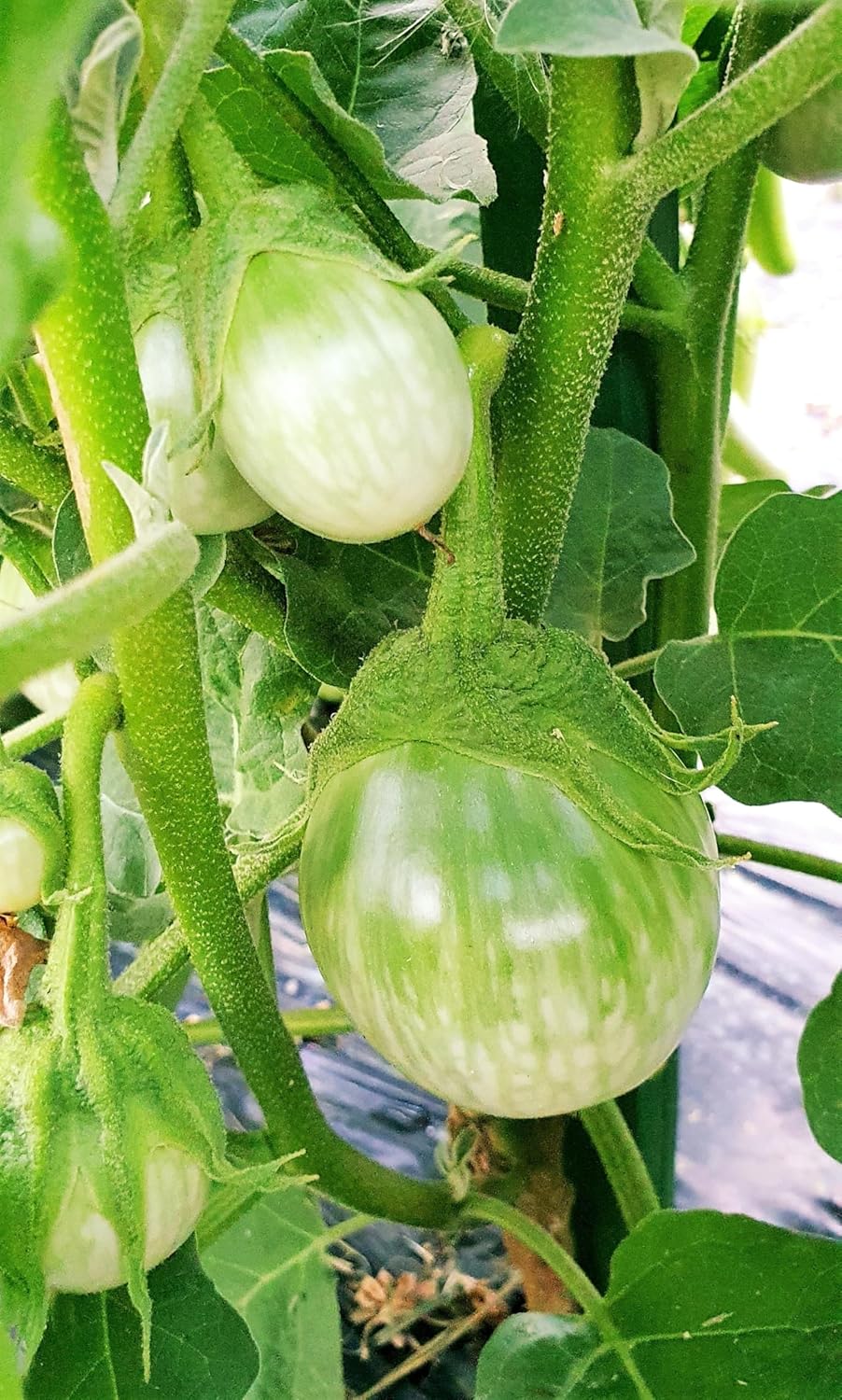 Vegetales
