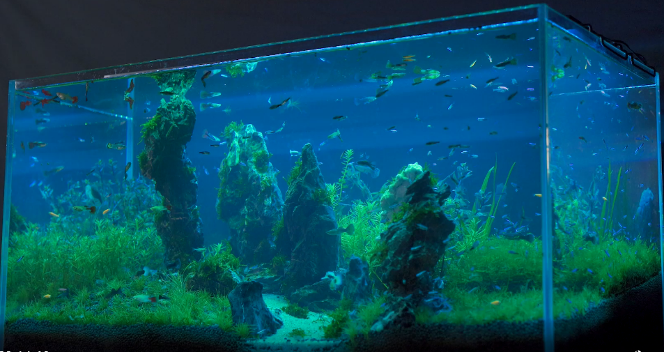 Amazon.co.jp: AMZBD水族館ライト、水槽または植物タンク用のLED水族館