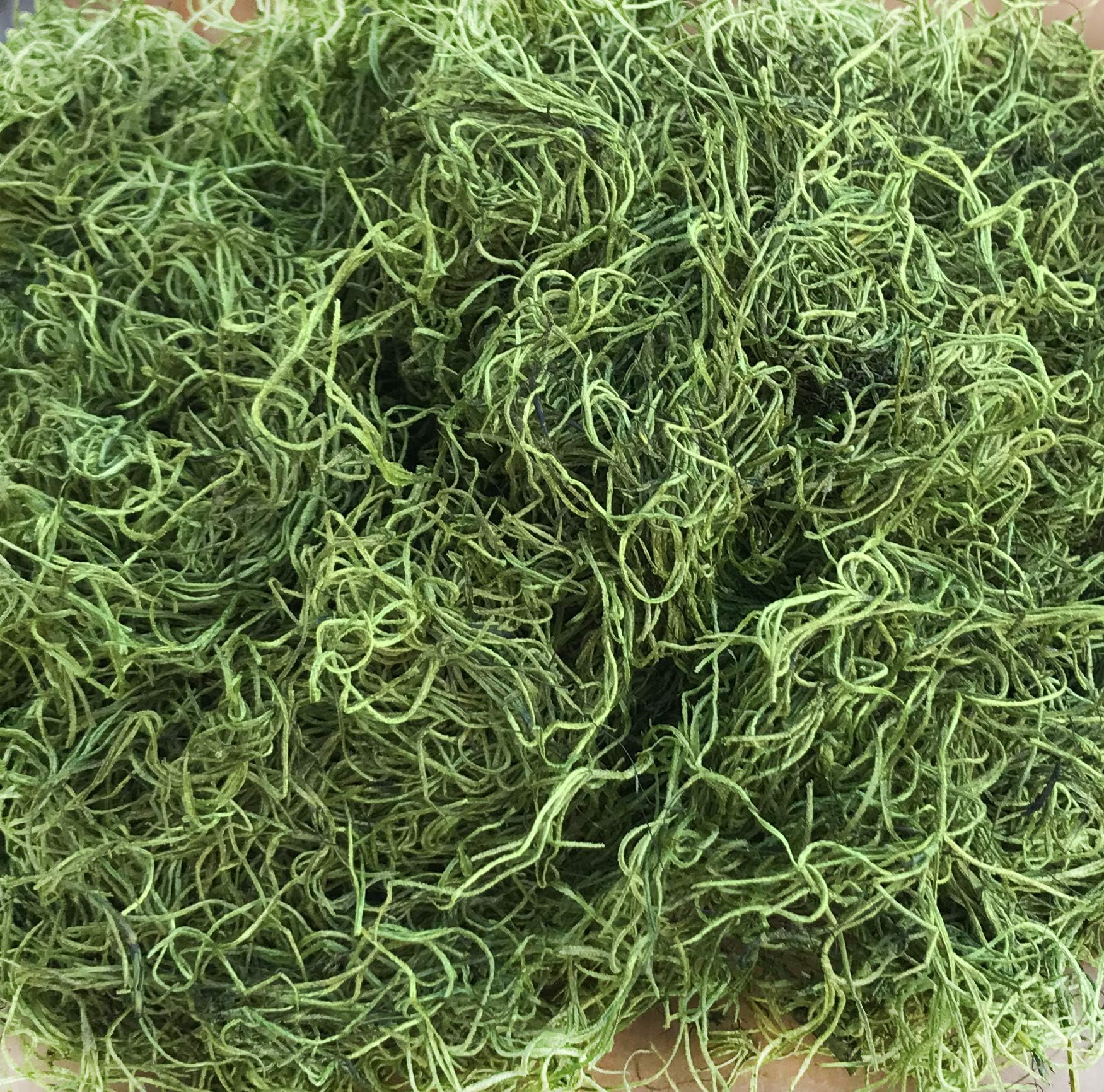 DALAMODA Preserved Dried Moss Spanish Moss Decorate Moss Florist Soil Cover Plant Cover (Pack of 8oz Basil)