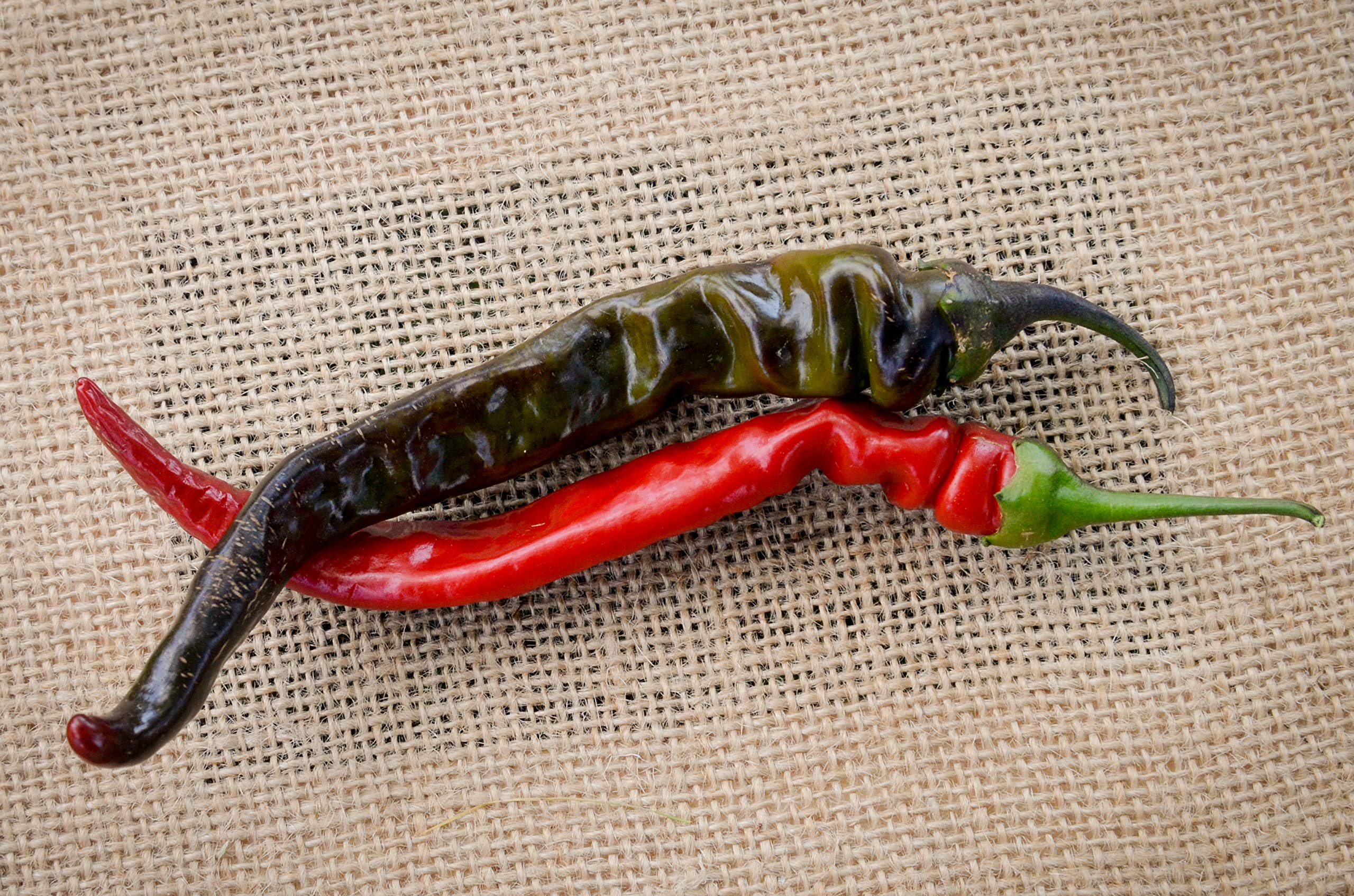 Black Thai Heirloom Chili Pepper Premium Seeds for Planting Packet + More