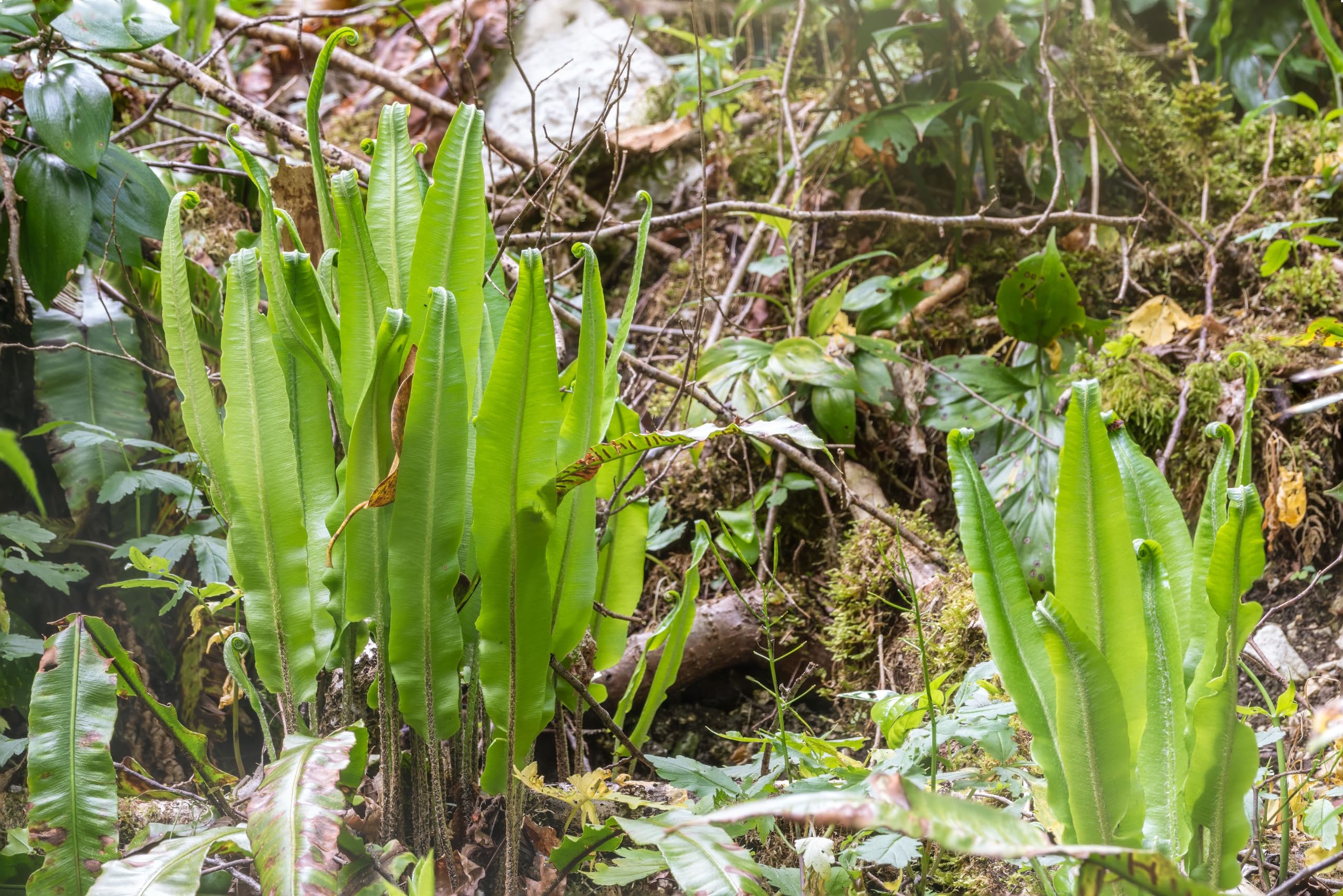 Stauden Gänge 3 x Phyllitis scolopendrium 'Angustifolium' im 1 Liter Topf (Farn/Winterhart/Mehrjährig/Staude/Immergrün) Hirschzungenfarn - Der Farn für harmonische Gartenräume