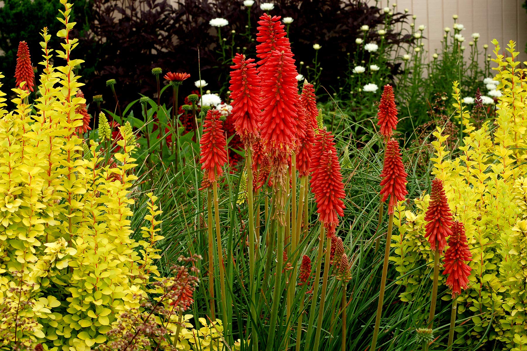 Stauden Gänge 3 x Kniphofia Kollektion Fackellilie winterhart | Fackellilie – winterharte Staude & Dauerblüher für sonnige Beete, mehrjährig, bienenfreundlich, 1 L Topf (11x11 cm)