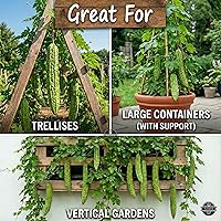 Vista 2 de Más de 25 semillas de melón amargo premium de Estados Unidos para plantar (calabaza amarga), semillas sin OMG, hasta 16 pulgadas de crecimiento