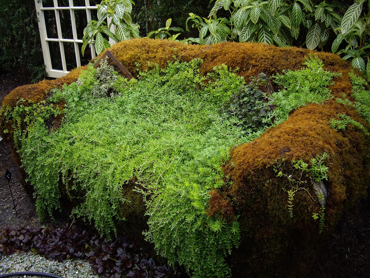 Live Sheet Moss Starter Kit