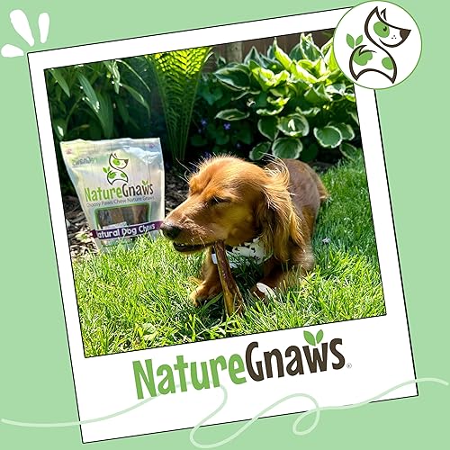Miniatura 7 de Nature Gnaws Palitos pequeños para perros de 5 a 6 pulgadas (5 unidades) – Larga duración para masticadores ligeros y cachorros – Huesos naturales