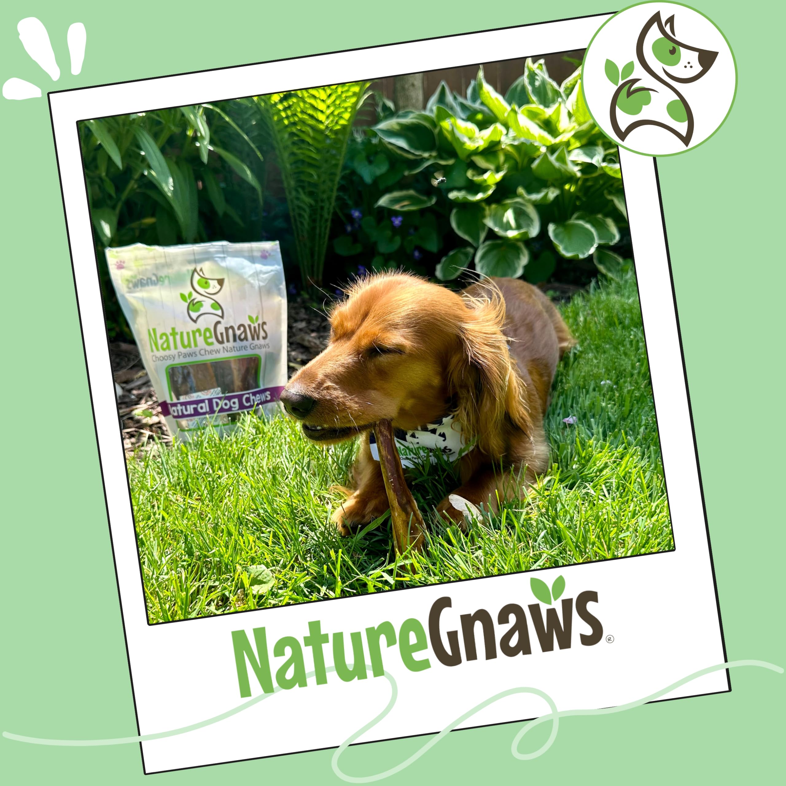 Nature Gnaws Small Bully Sticks for Dogs - Premium Natural Beef Bones - Thin Long Lasting Dog Chew Treats for Light Chewer...