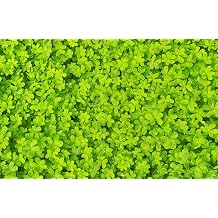 2000 MICROCLOVER Dwarf Miniature Trifolium Repens White Flower Clover Lawn Seeds
