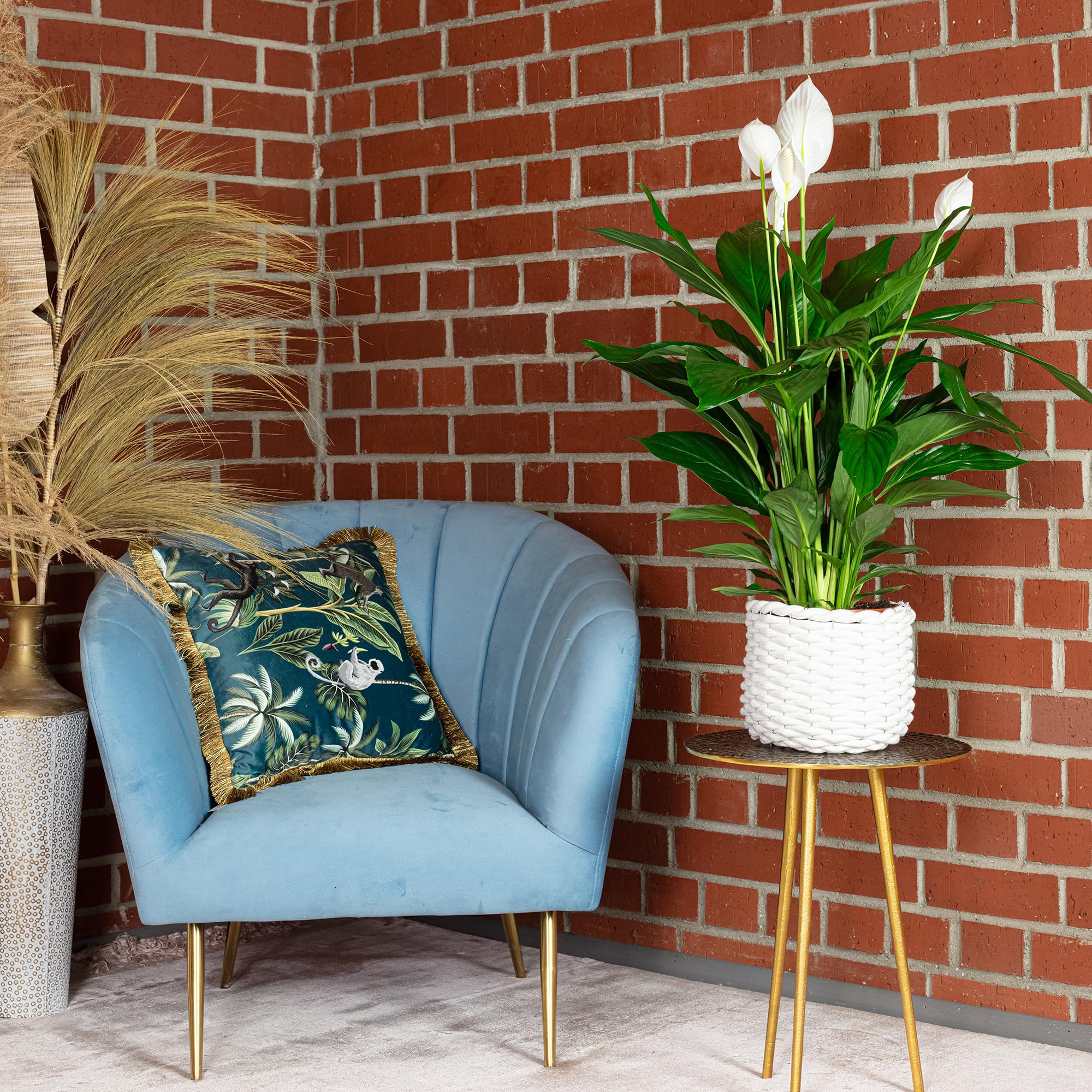Einblatt - echte Zimmerpflanze, Spathiphyllum Lauretta - Höhe ca. 90 cm, Topf-Ø 19 cm