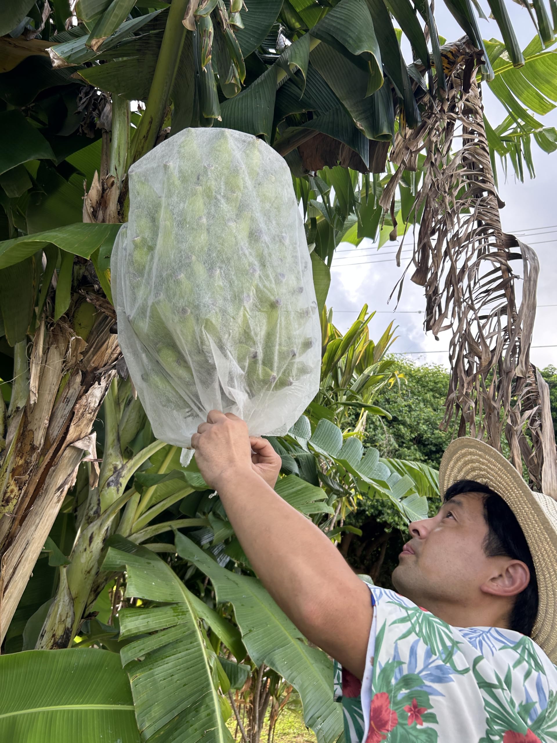 Amazon.co.jp: 【希少・国産】石垣島産 島バナナ 農薬を使用せず栽培