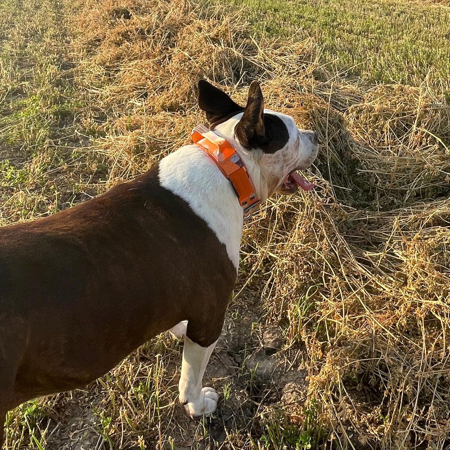 ADITYNA Heavy Duty Dog Collar for Large Dogs - Camo Orange Collar with Handle for Training, and Walking - Wide, Thick, Tactical, Soft Neoprene Padded