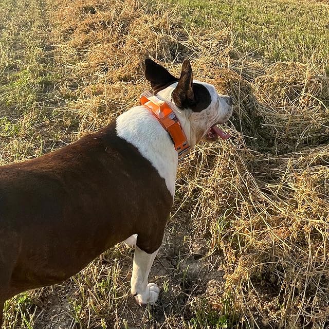 Foto 7 de 8 de ADITYNA - Collar de perro resistente con asa - Collar de perro naranja camuflaje para perros grandes