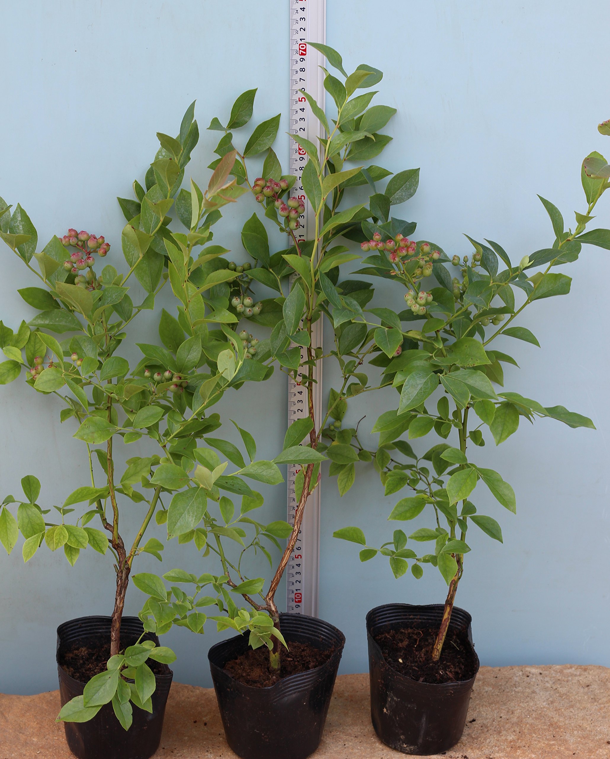 Amazon | コースタル [暖地向けラビットアイ系ブルーベリー苗木1