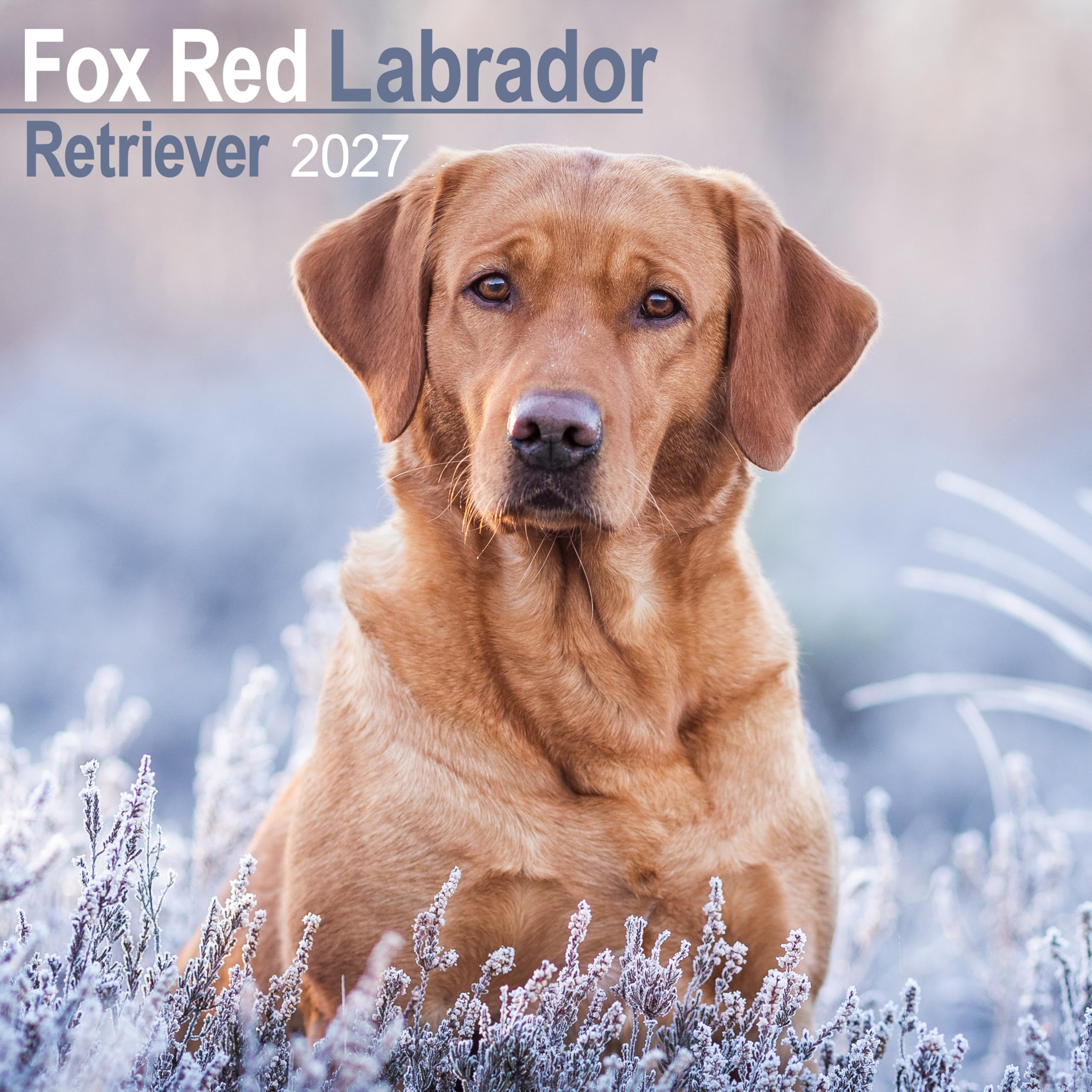 Fox Red Labrador Retriever 2027 Calendar | Square Wall Calendar | Dog Breed Gift | Plastic Free Packaging | by Avonside Publishing
