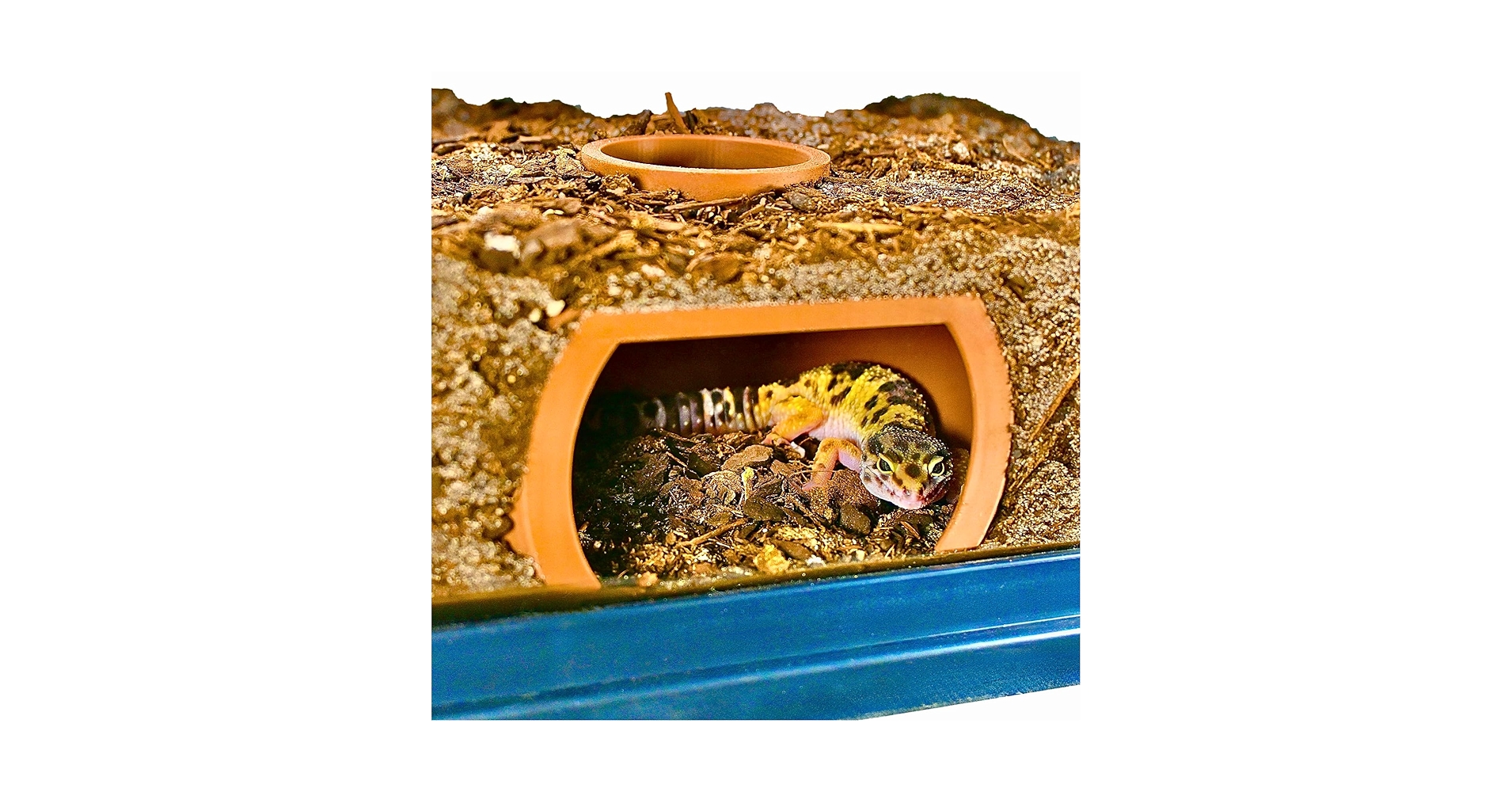 Amazon.com : Reptile Underground Cave Viewing Hide | Hognose