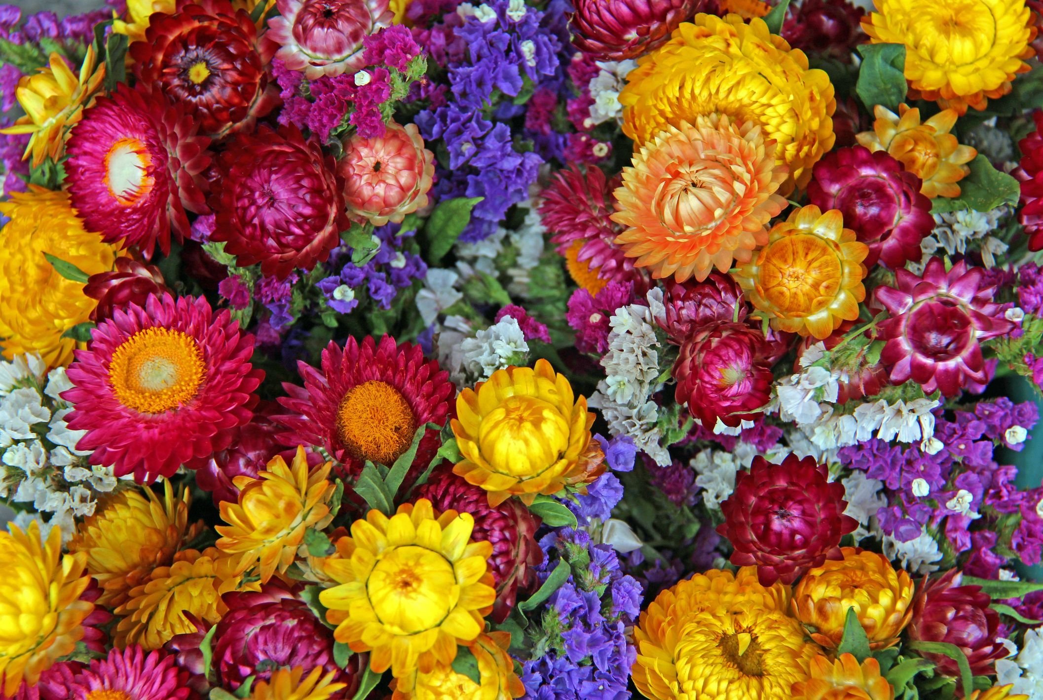 Helichrysum Also Called Paper Flower, Strawflower Winter Flower - 100 Seeds Pack by Seedscare India (B072FJ289W) Amazon Price History, Amazon Price Tracker