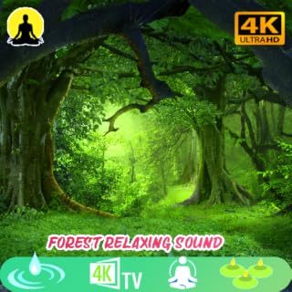 Forest 🌳 sound Relax with the best sounds Sleep And Meditation Anti Stress Meditation No Ads