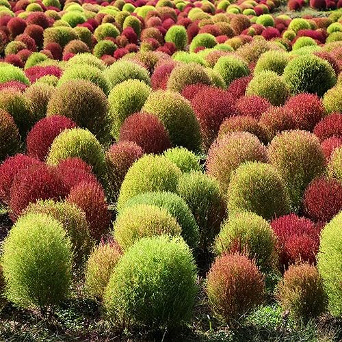Miniatura 5 de 3000 semillas de arbusto ardiente Kochia Trichophylla arbusto ardiente planta semilla para plantar ciprés de verano carmesí