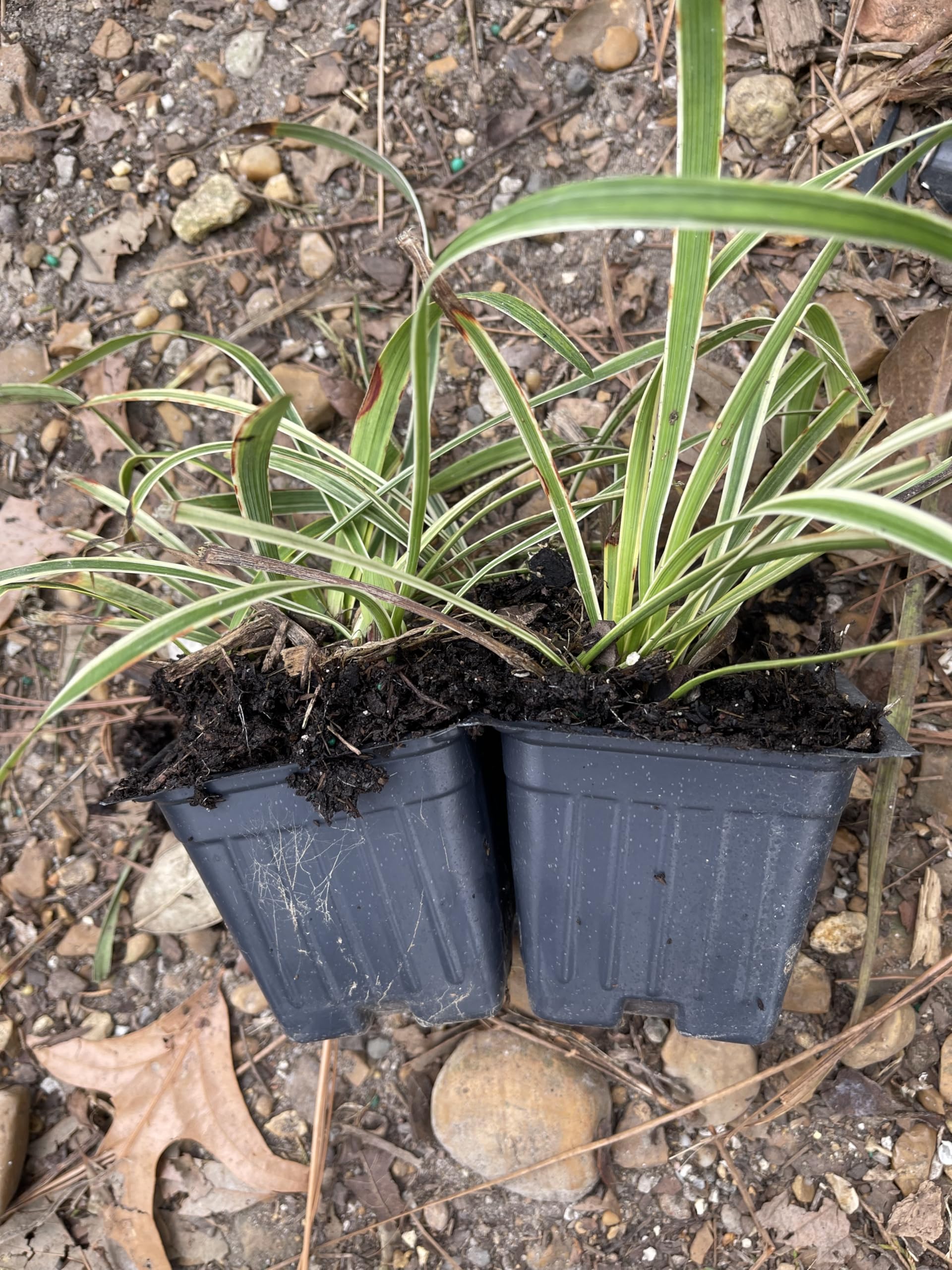 Amazon.com : Liriope 'Variegated' Grass (liriope muscari 'variegata') Flats  of Eighteen 3.5 inch pots : Patio, Lawn & Garden