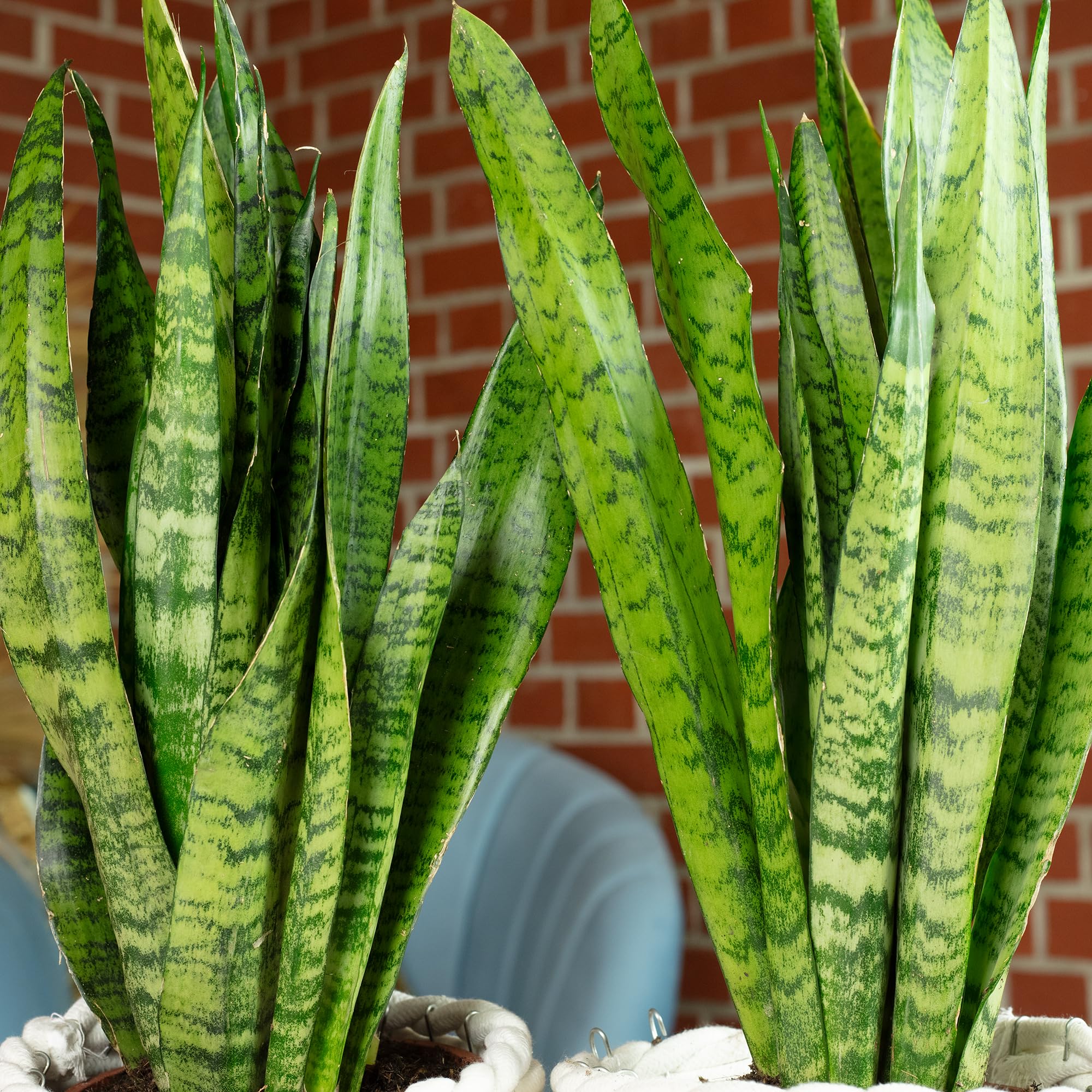 2 x konopie łukowe, łatwe w pielęgnacji rośliny pokojowe, Sansevieria zeylanica – wysokość ok. 65 cm, średnica doniczki 17 cm