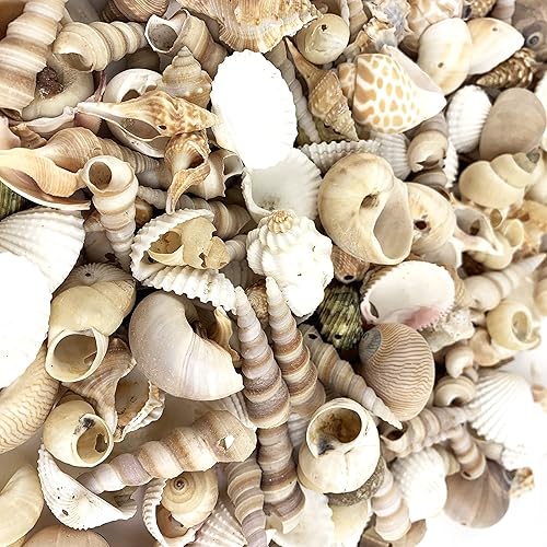 Miniatura 2 de Heyiwell Conchas marinas pequeñas perforadas de 7.05 oz, pequeña concha marina con agujeros para manualidades, campanillas de viento, decoración del