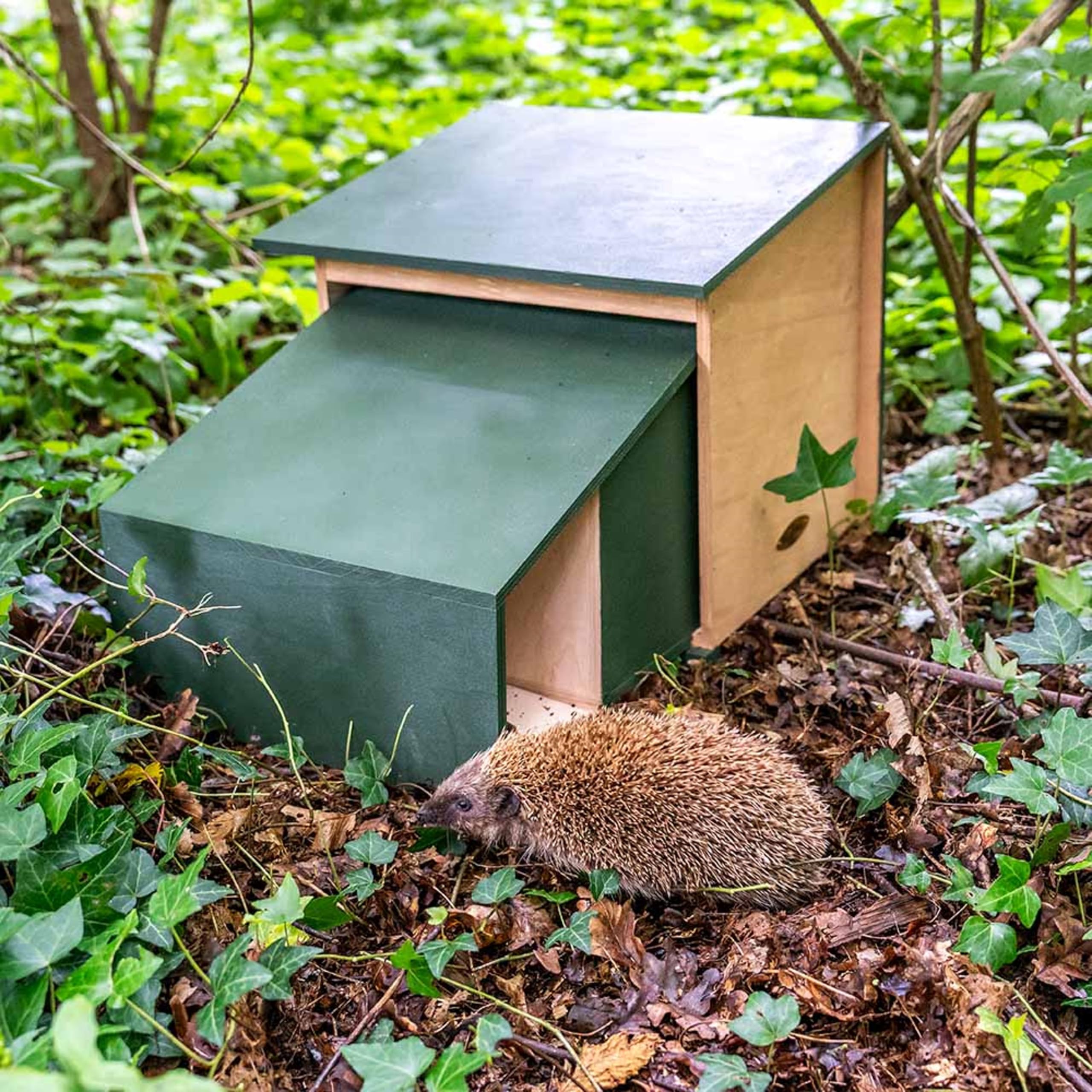 CJ Wildlife Igelhaus Winterfest – Igelfutterhaus aus FSC-Holz Grün – wetterfestes Igel Futterhaus mit Innentunnel und Belüftung – Gebrauchsfertig, XL Größe