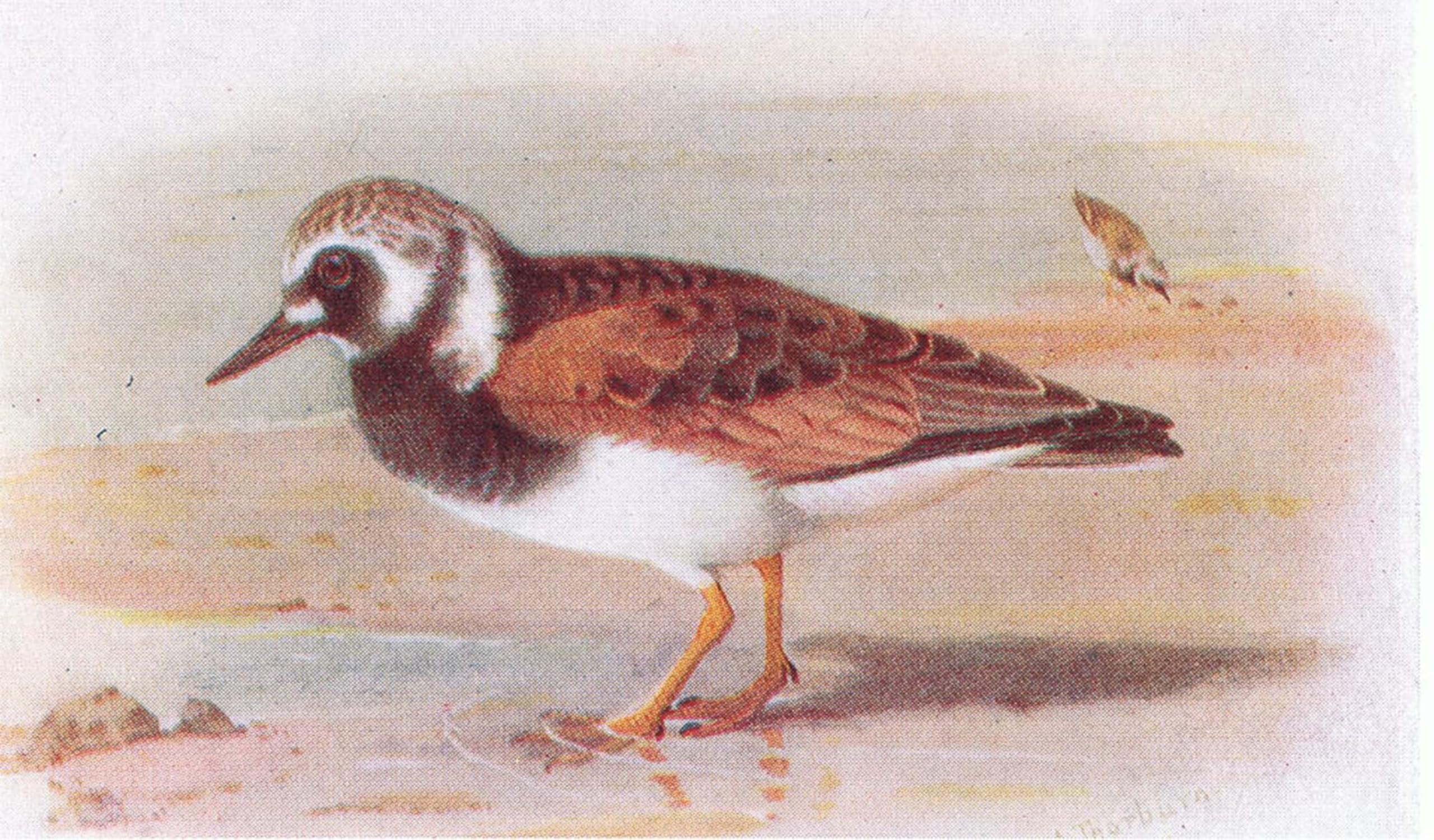 Peinture décorative oiseaux îles britanniques art Thorburn