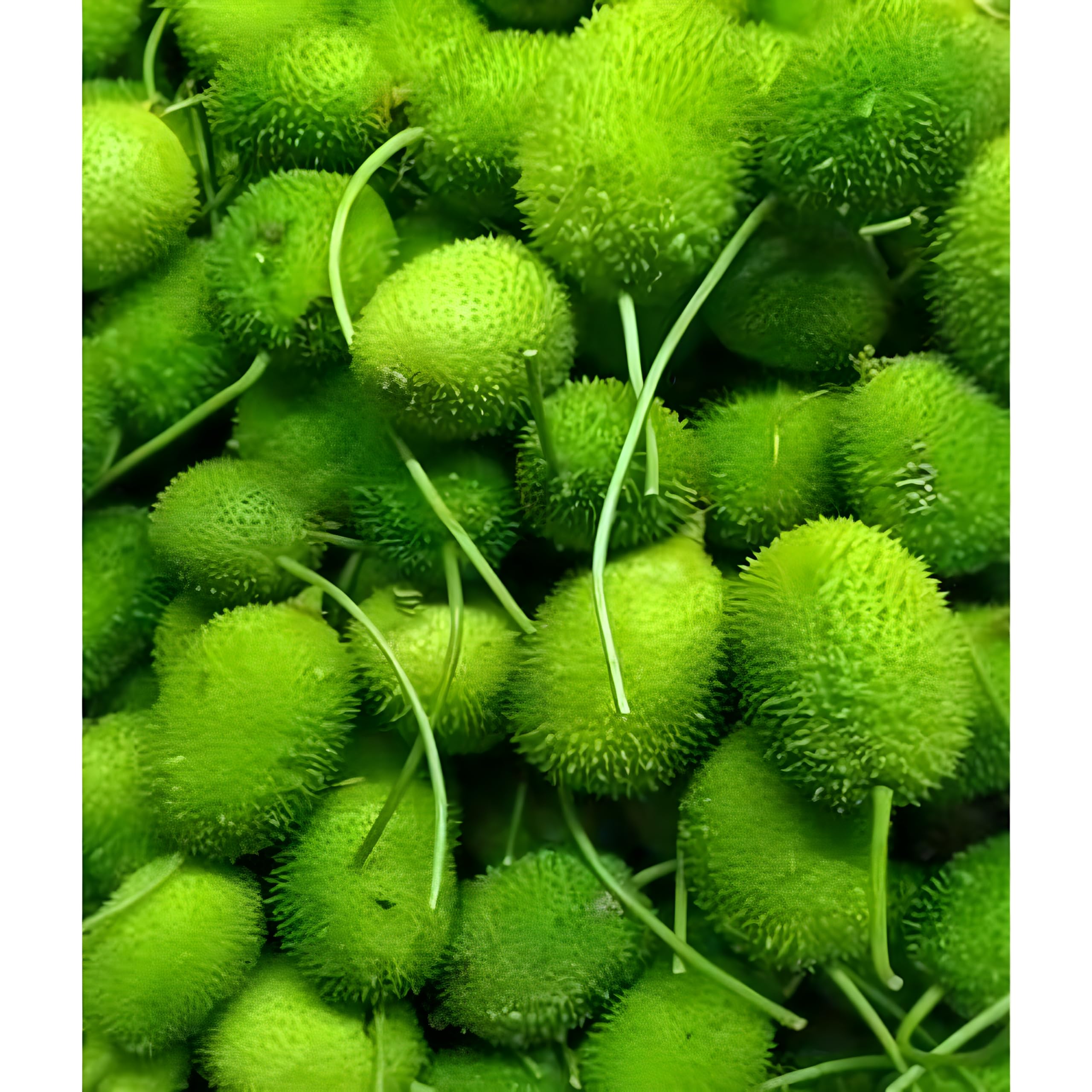 Broccoli Seeds - Grow Your Own! -7