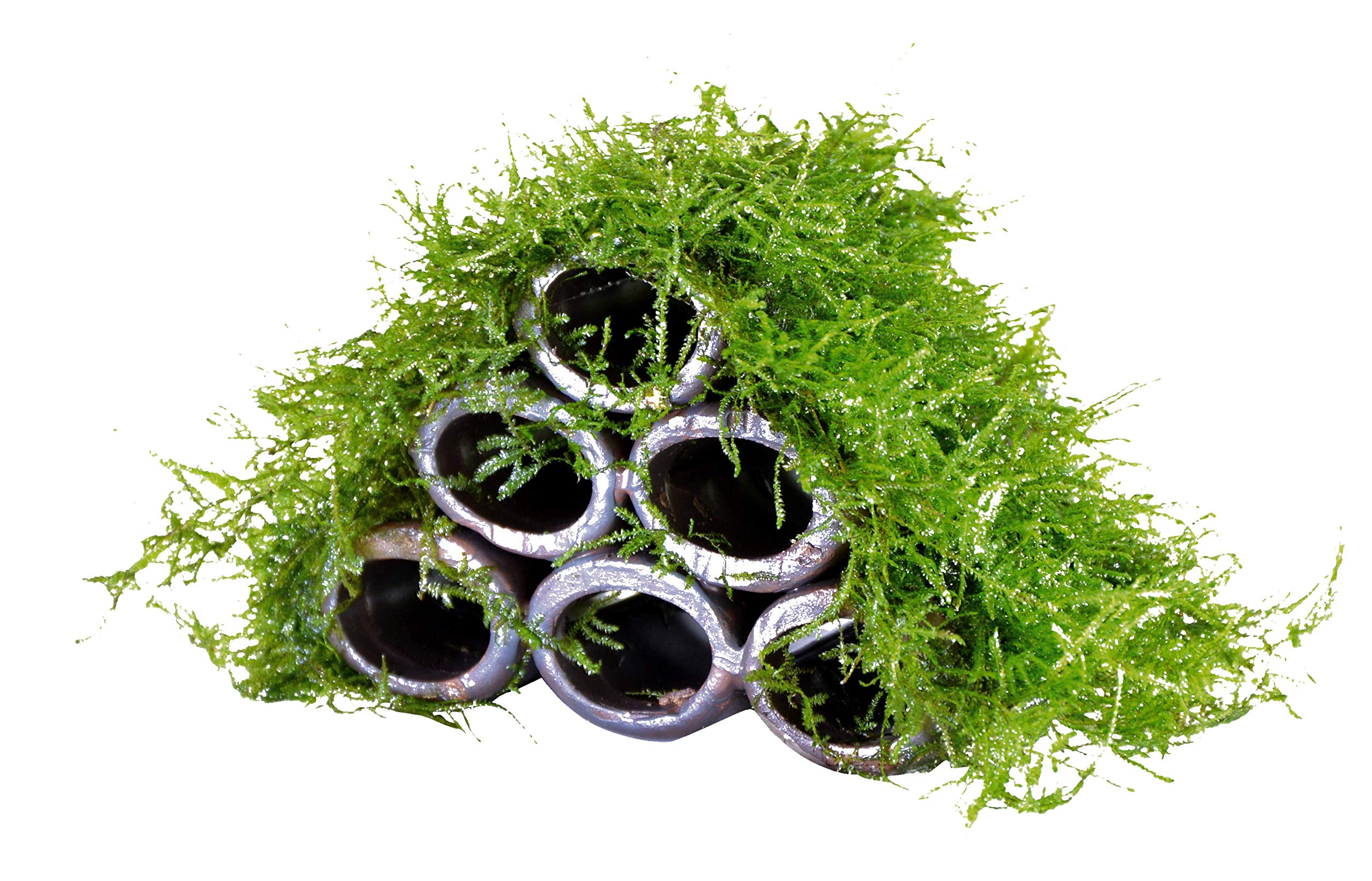 Java Moss Shrimp Shelter