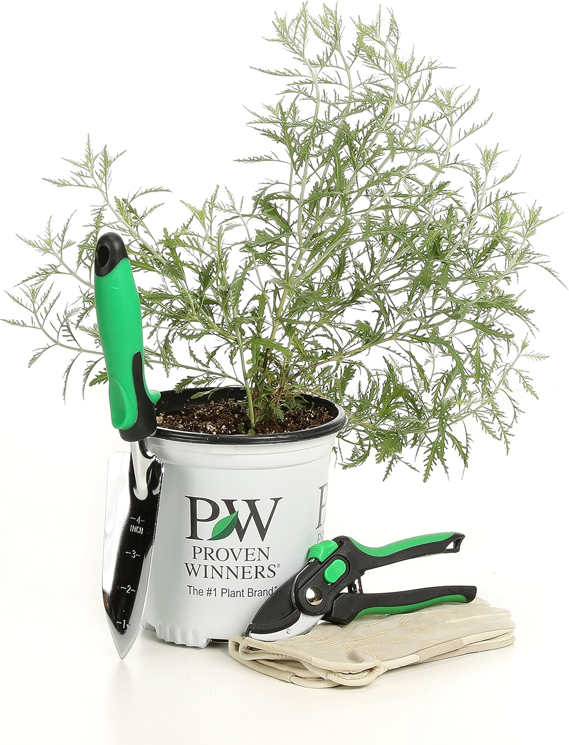 Denim 'N Lace Russian Sage (Perovskia) Live Plant, Blue-Purple Flowers, 0.65 Gallon
