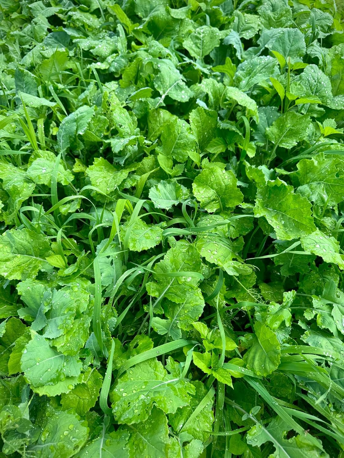 Early Draw Food Plot Seed Mix for Deer, 1/4 Acre or 1 Acre, One Mix Covers All The Bases, Cereal Grains, Brassicas, Clovers, Legumes, Early Season Blend