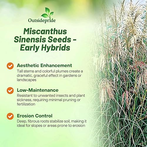 Miniatura 3 de Outsidepride - 500 semillas de la hierba ornamental perenne Miscanthus Sinensis Early Hybrids Chinese Silver Grass para sembrar