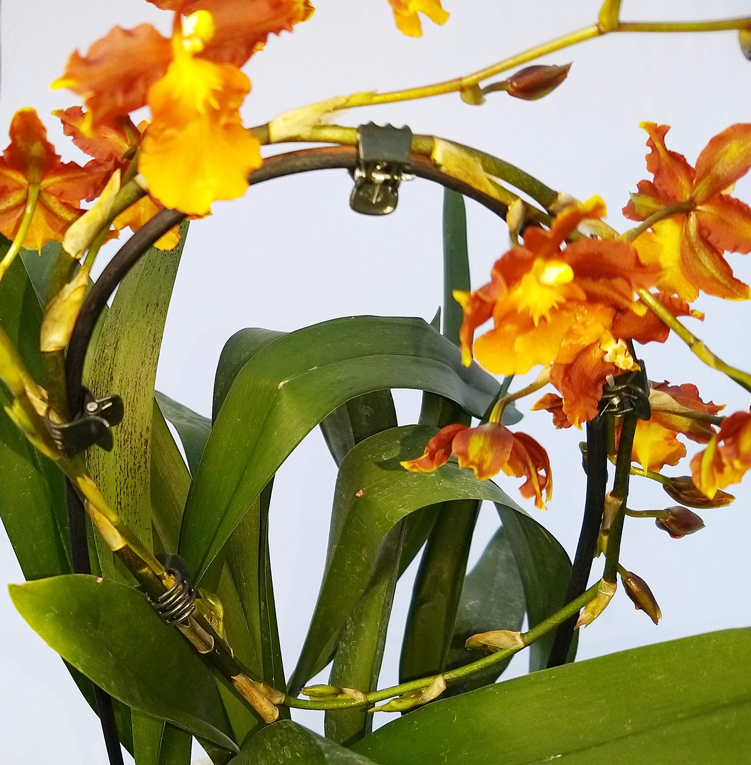 POWERS TO FLOWERS - CAMBRIA ARANCIO, ORCHIDEA IN VASO CERAMICA BIANCO, pianta vera