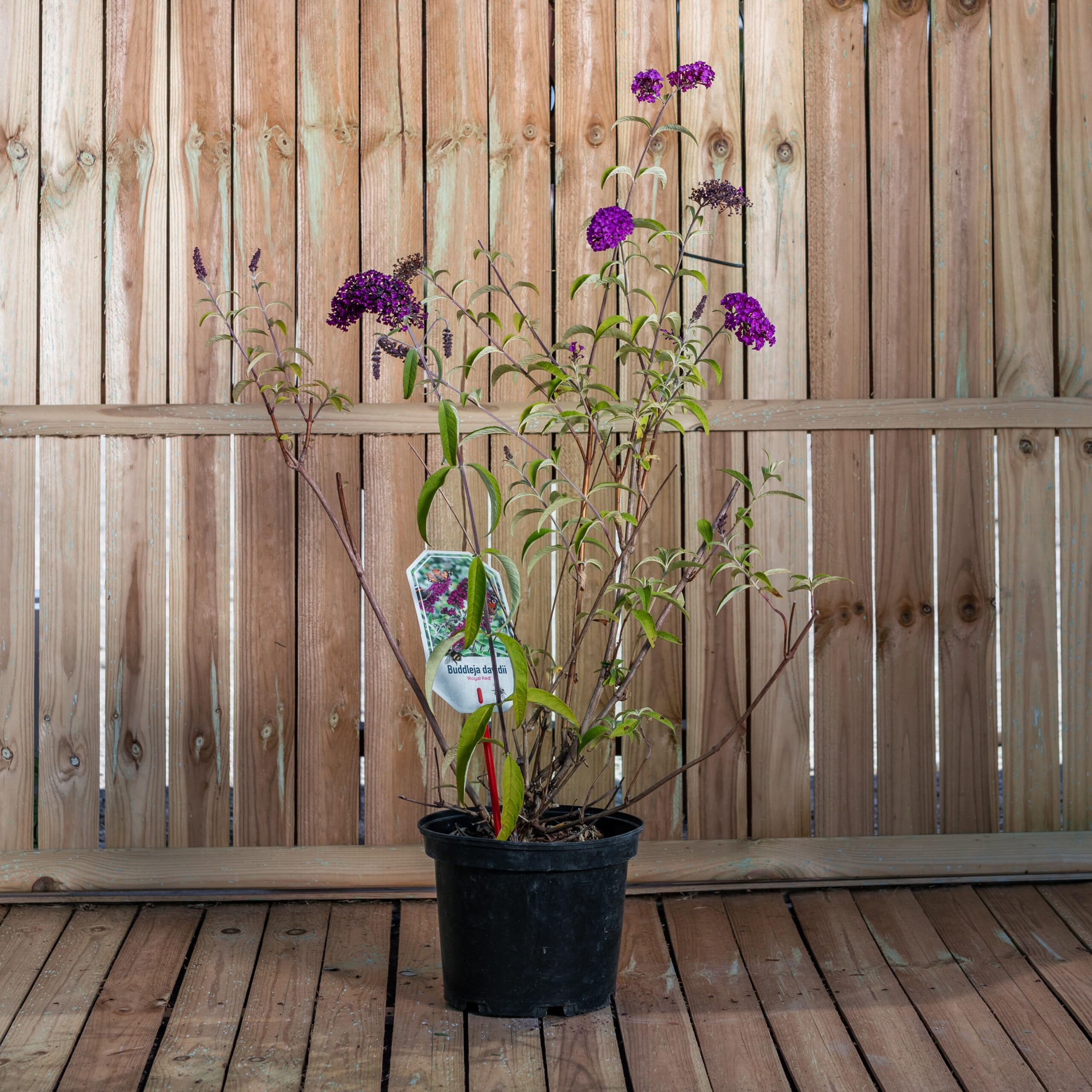 Buddleia davidii Royal Red Buddleja "Albero delle Farfalle", Pianta in Vaso ø19 cm h 40/60 cm - Vivaio di Castelletto