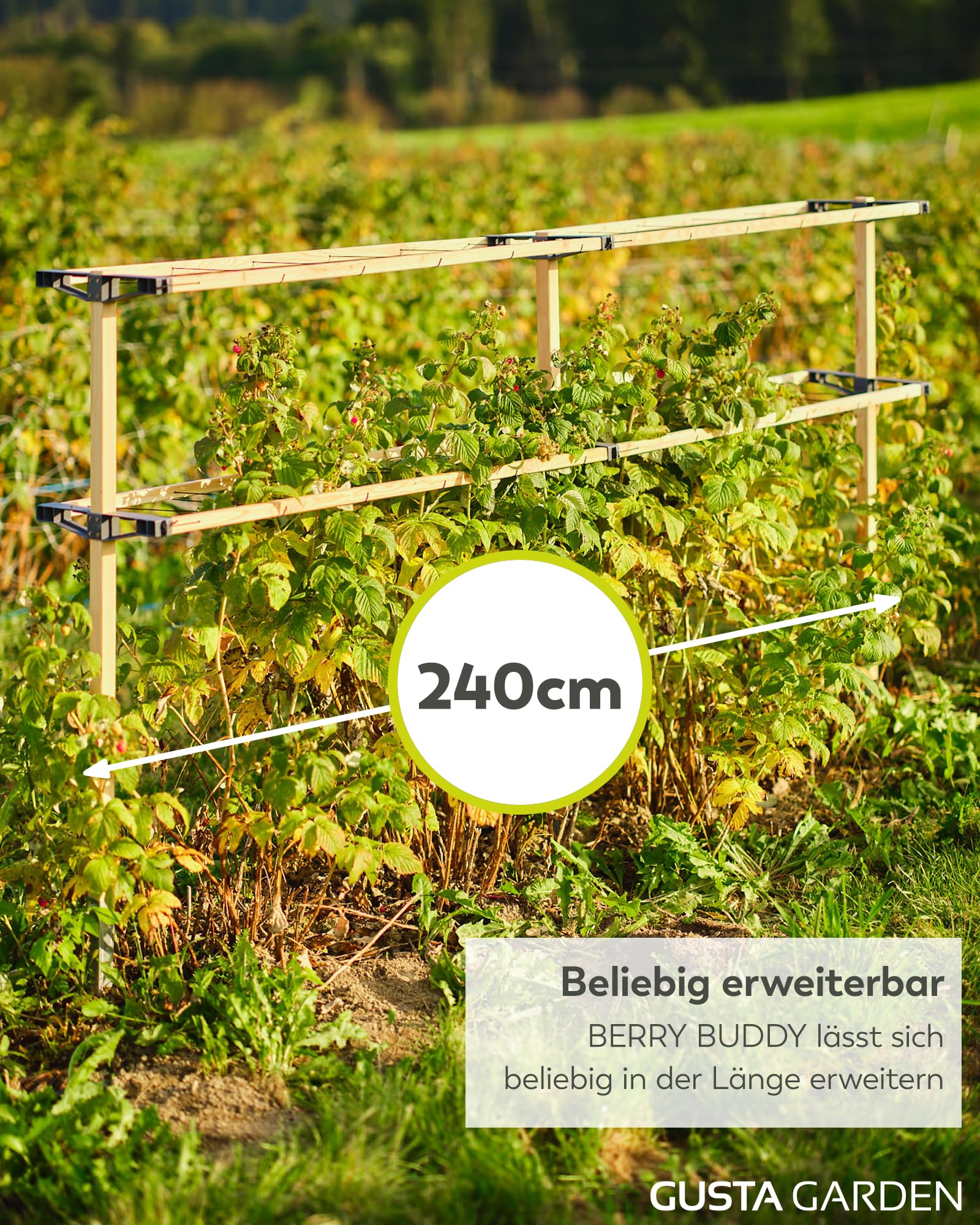 Gusta Garden Berry Buddy - Flexible Rankhilfe für Beeren: Himbeeren, Brombeeren & Heidelbeeren, erweiterbar, produziert in der EU, Rankgitter aus Holz (240cm)