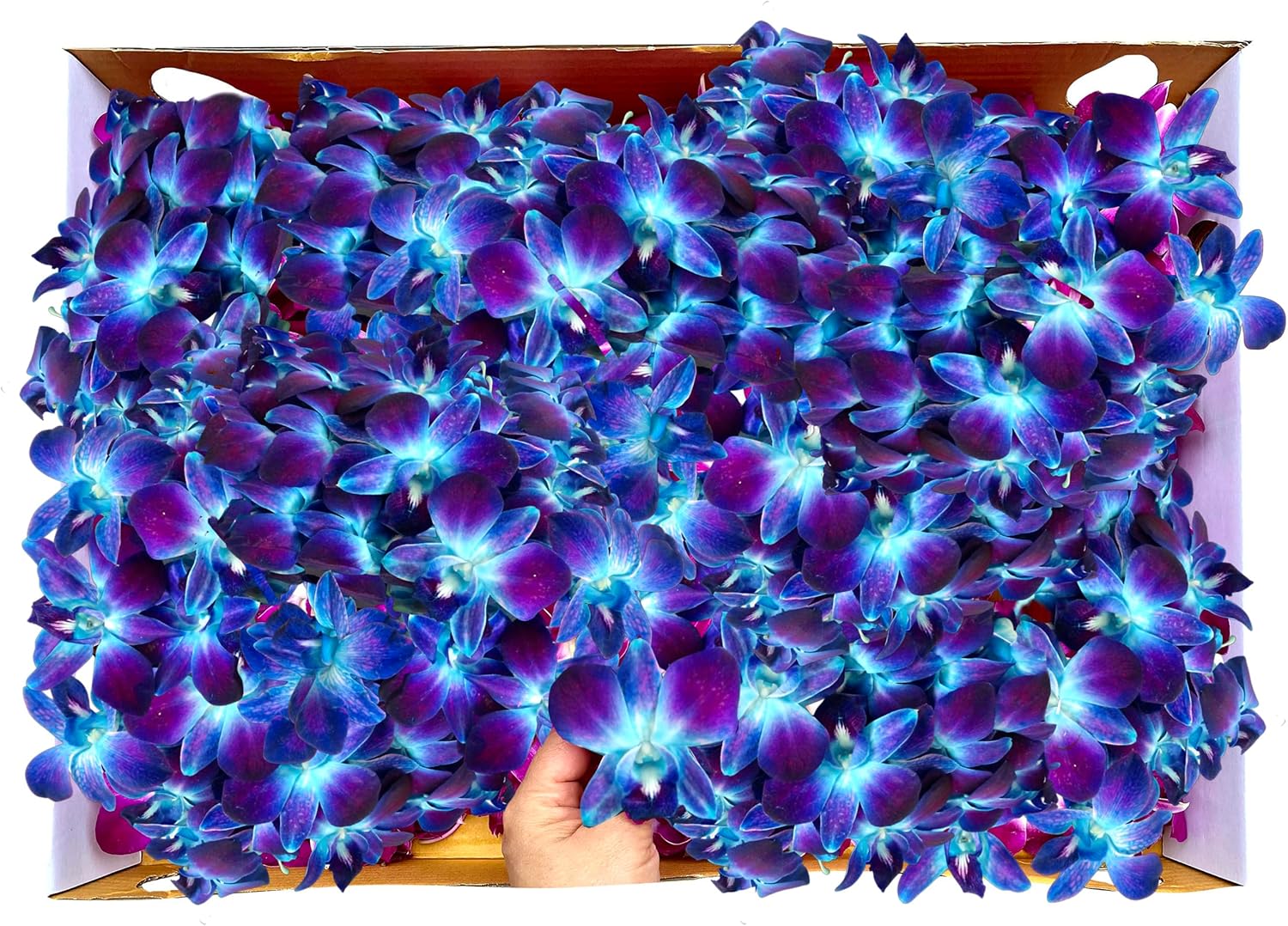 Miami Fresh Orchid Flower OrchidClub USA Sunne Tropical Loose Bloom Head DIY Lei food drink decoration (200 RAINBOW)