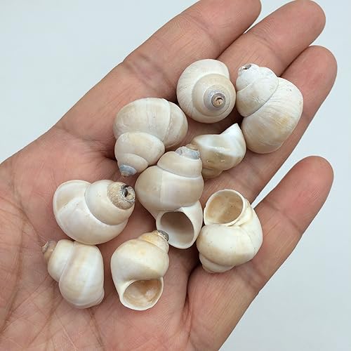 Miniatura 5 de PEPPERLONELY 100 piezas de conchas marinas de Nerite Zig Zag, 12 pulgada  34 pulgadas