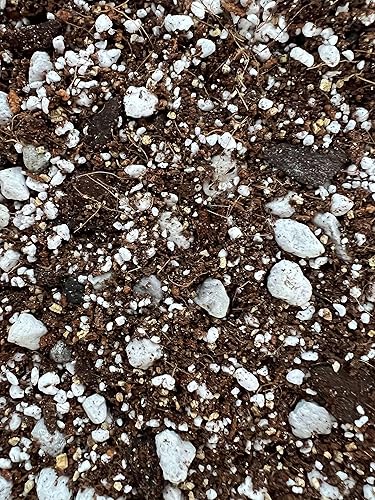 Miniatura 4 de rePotme Suelo suculento (bolsa estándar, cactus de Navidad)