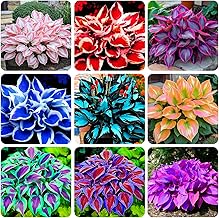 250+ USA Premium Seeds Rare Perennial Hosta Flower Seed for Planting Outdoors Garden Home Beauties