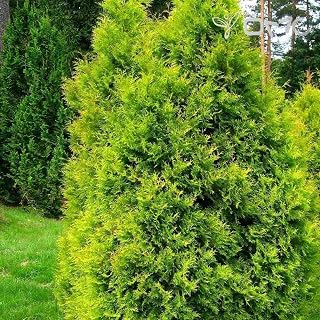 (50 semi) Thuja occidentalis Aurea/American Arborvitae D'oro