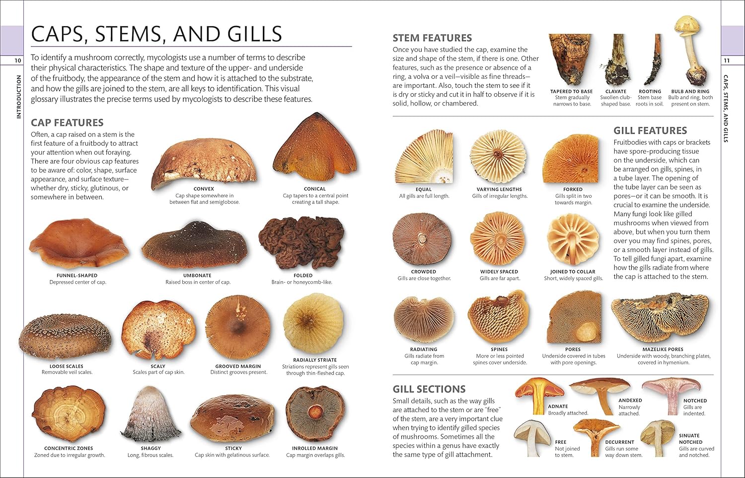 Mushrooms: How to Identify and Gather Wild Mushrooms and Other Fungi