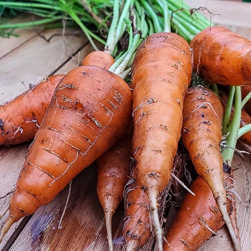 Miniatura 7 de Seed Needs, Red Core - Semillas de zanahoria Chantenay, 800 semillas tradicionales para plantar Daucus carota, cultivadas en casa sin OMG y sin