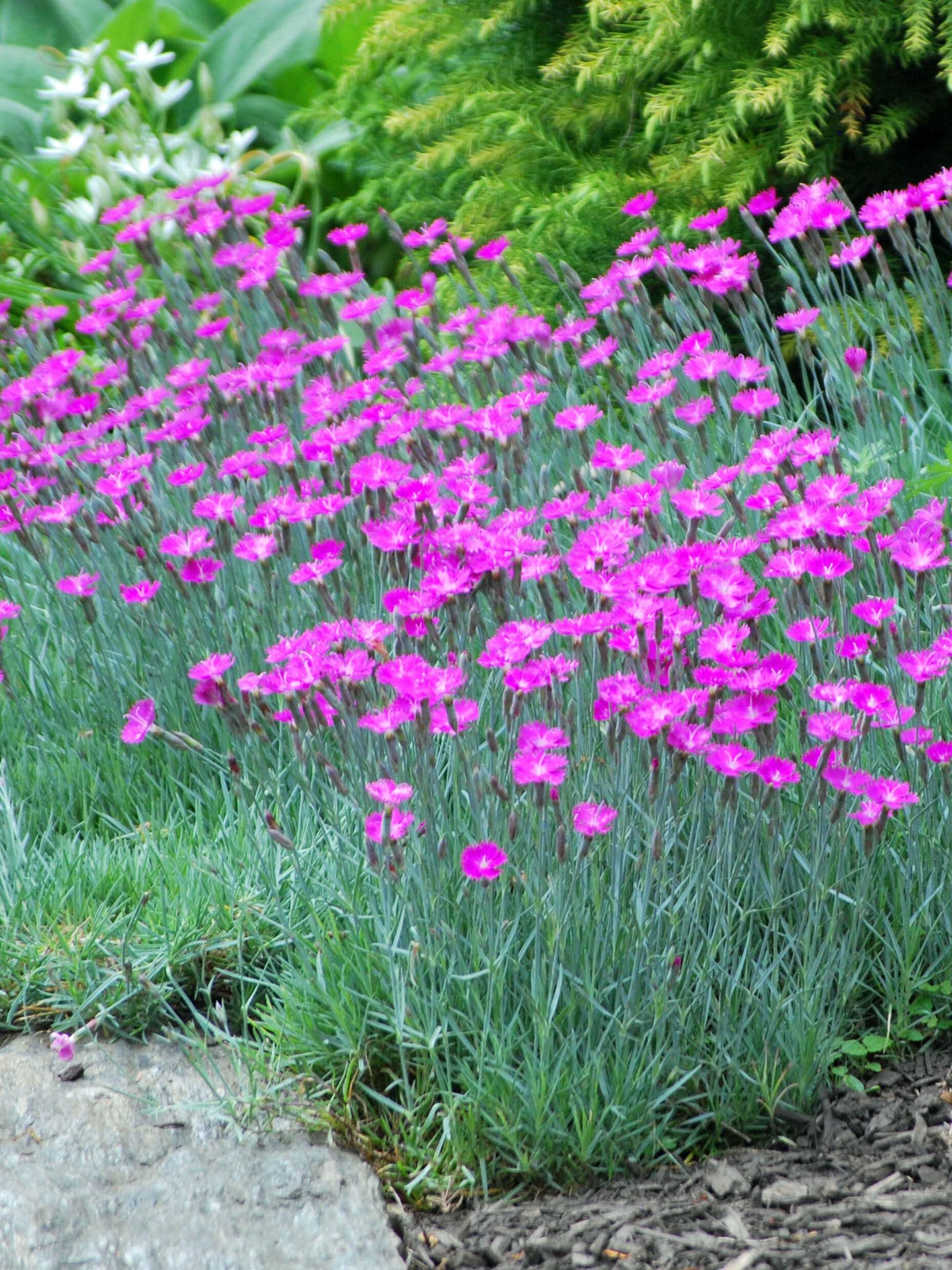 Dianthus g. Firewitch Perennial Farm Marketplace