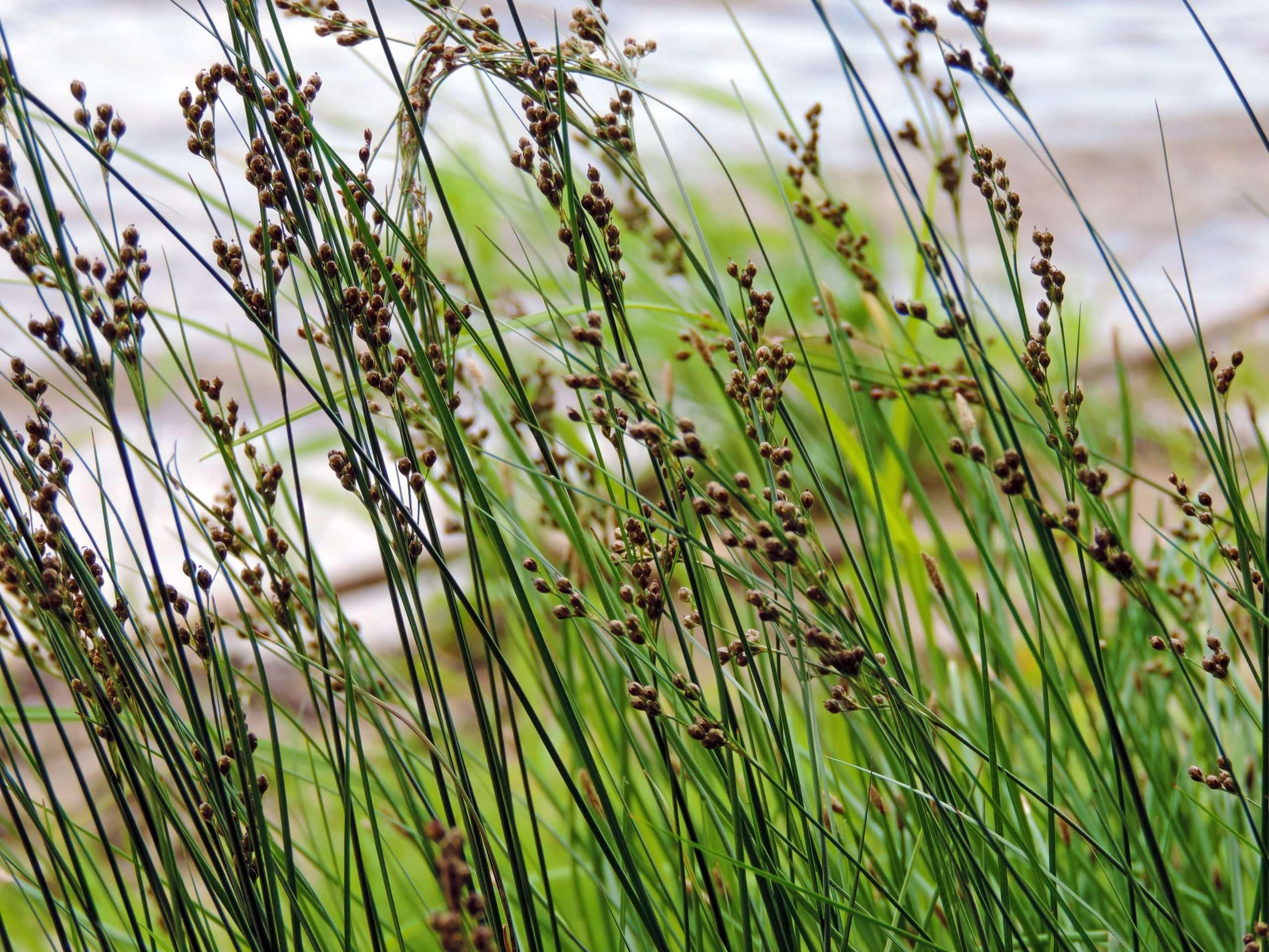 Lincsplants - Juncus inflexus-3 / 3Ltr Bareroot